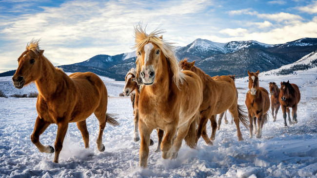 Обои картинки фото животные, лошади, табун, снег, зима, горы