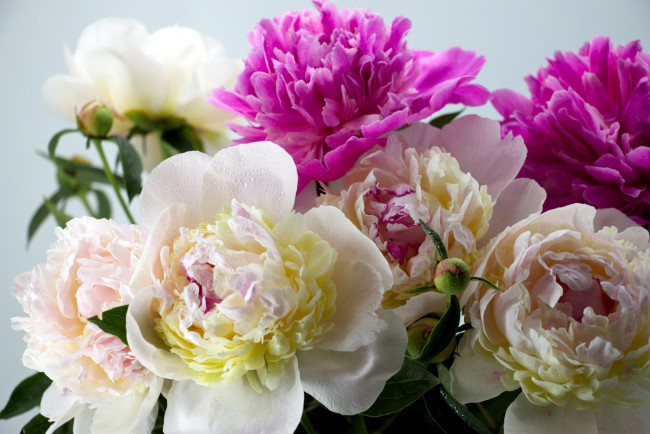 Обои картинки фото цветы, пионы, бело-розовые