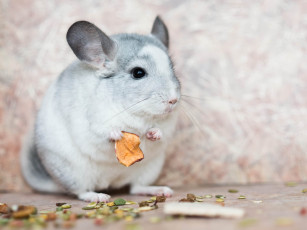 Картинка животные шиншиллы мышь