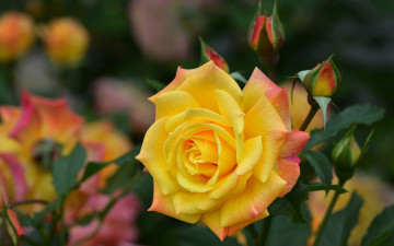 Картинка цветы розы желтая роза макро