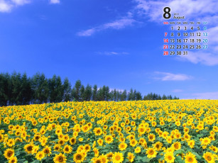 Картинка календари цветы небо подсолнухи август