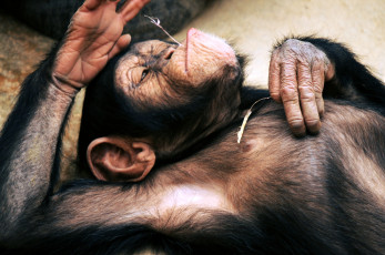 Картинка животные обезьяны шимпанзе забавный размышления