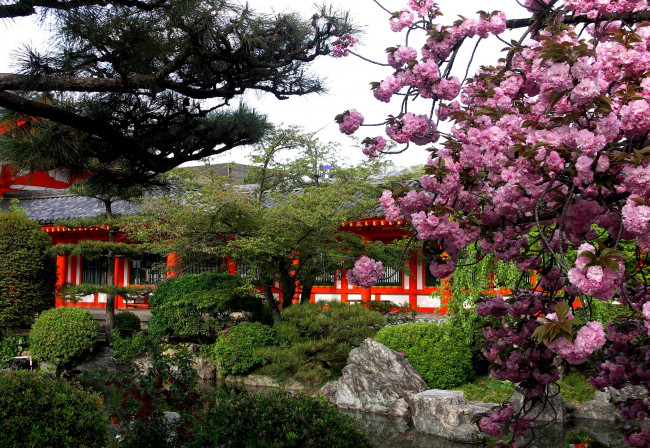 Обои картинки фото городской, парк, киото, Япония, природа, пруд, сакура, сосна, пагода