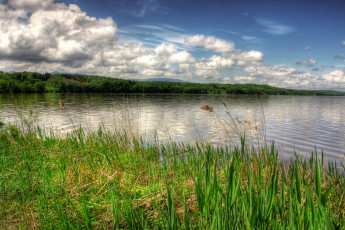 Картинка природа реки озера вода осока