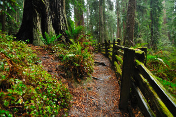 Картинка forest hdr природа лес забор тропинка