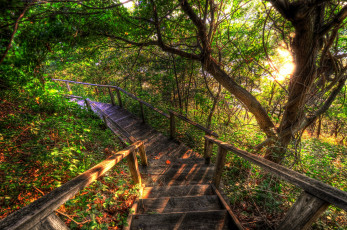 обоя steps, природа, дороги, лес, мостки, склон