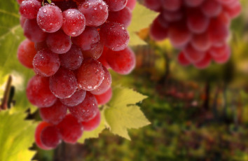 Картинка природа Ягоды виноград виногра гроздь