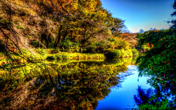 Картинка forest pond природа реки озера деревья река осень