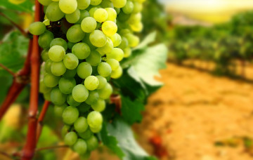 Картинка природа Ягоды виноград гроздь