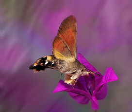 Картинка животные бабочки мотылёк цветок