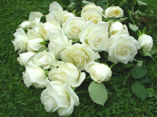 Картинка цветы розы белый