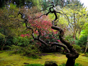 Картинка природа деревья изогнутое дерево японский сад
