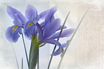 Картинка цветы ирисы стиль текстура фон синие