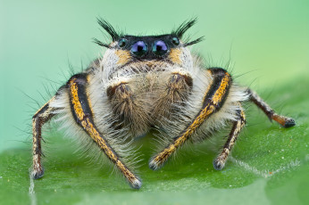 Картинка животные пауки глазастый джампер паук прыгун волохастый