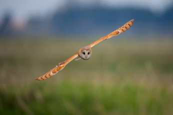 Картинка животные совы птица сова полёт фон