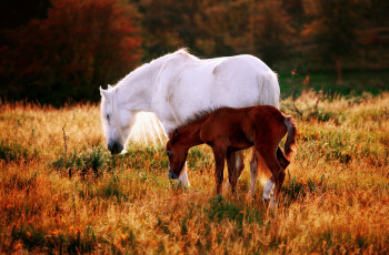 Картинка животные лошади природа поляна трава жеребенок