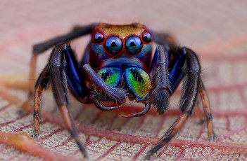 Картинка животные пауки глазастый джампер паук лист