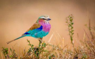 Картинка животные ролики разноцветная flying rainbow птичка