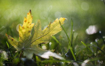 Картинка природа листья роса капли трава блики лист