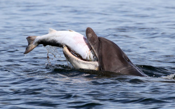 Картинка животные дельфины лосось рыба афалина добыча moray firth залив мори-ферт дельфин
