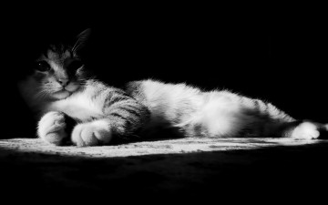 Картинка животные коты черно-белая полосатая кошка отдых