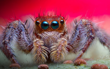 Картинка животные пауки джампинг глаза фон волосики паук