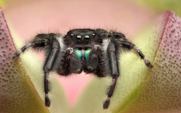 Картинка животные пауки прыгун джампер паук цветок растение