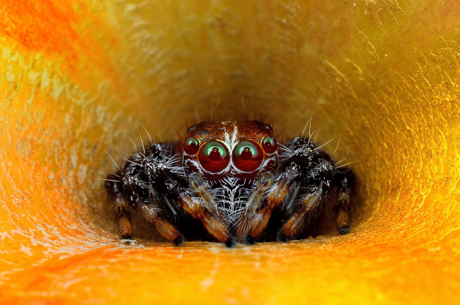 Обои картинки фото животные, пауки, джампер, паук, макро, глаза, взгляд, цветок
