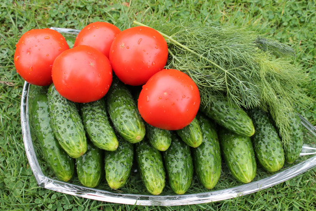 Обои картинки фото еда, овощи, укроп, огурцы, помидоры