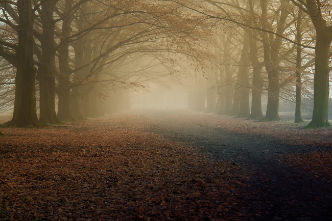 Обои картинки фото природа, дороги, сухая, листва, деревья, туман, утро