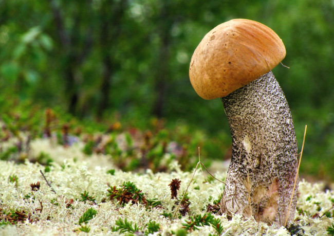 Обои картинки фото природа, грибы, крепыш