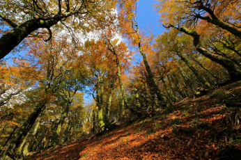 Картинка природа лес небо склон деревья осень