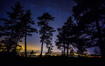 Картинка природа деревья силуэт швеция ночь огни