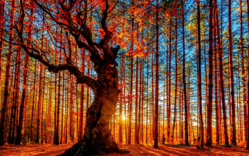 Картинка природа лес небо солнце листва деревья осень