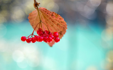 Картинка природа Ягоды +калина калина ягоды лист макро