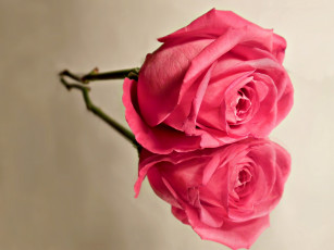Картинка цветы розы розовый бутон одинокий