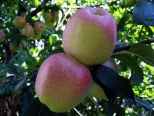 Картинка природа плоды яблоки пара макро