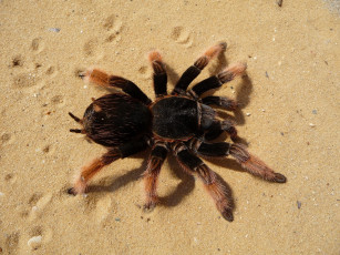 Картинка животные пауки фон паук