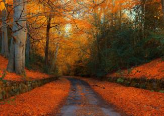 Картинка природа дороги дорога листва лес