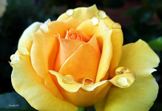 Картинка цветы розы макро капли бутон