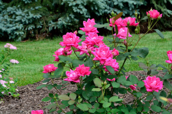 Картинка цветы розы розовый куст