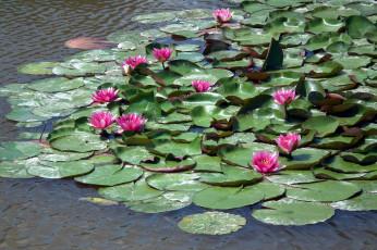 Картинка цветы лилии+водяные +нимфеи +кувшинки водоем водяные лилии листья вода