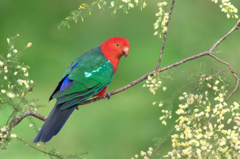 Картинка животные попугаи попугай птица ветка яркий разноцветный