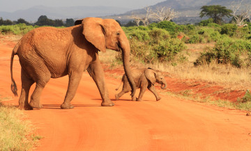 Картинка животные слоны слон слоненок небо саванна