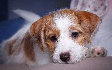 Картинка животные собаки силихем-терьер порода щенок портрет мордочка