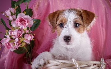 Картинка животные собаки силихем-терьер щенок корзина ожерелье розы