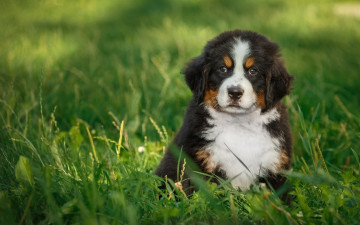 Картинка животные собаки зенненхунд щенок трава