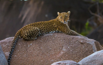 Картинка животные леопарды леопард хищник камень грация