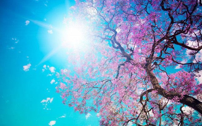 Обои картинки фото цветы, цветущие деревья ,  кустарники, небо, дерево, солнце