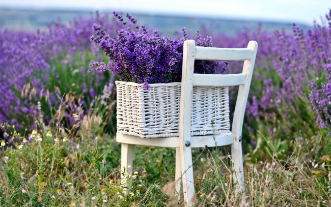 Обои картинки фото цветы, лаванда, поле, корзинка, стул, сиреневый